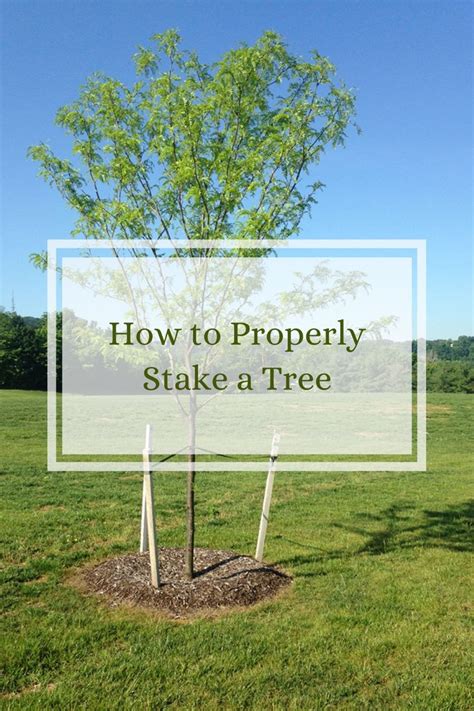How To Stake A Tree Properly (And How Long To Keep It Staked).